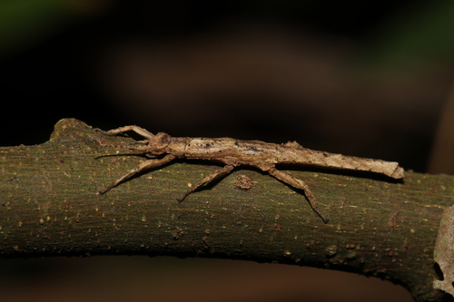 Orestes shirakii (Ho & Brock, 2013)