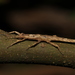 素木瘤竹節蟲 - Photo 由 shaurong 所上傳的 (c) shaurong，保留部份權利CC BY-NC