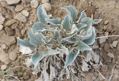 Enceliopsis nudicaulis
