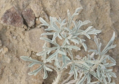 Sphaeralcea coccinea