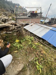 Senecio raphanifolius