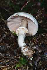 Agaricus