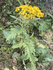 Senecio raphanifolius