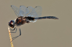 Macrodiplax balteata