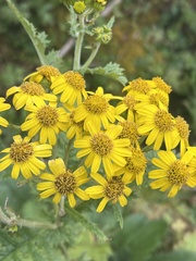 Senecio raphanifolius