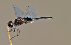 Macrodiplax balteata