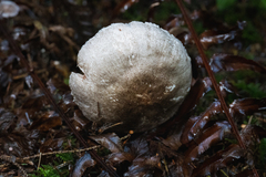Agaricus