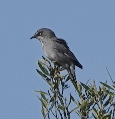 Layard's Warbler (Curruca layardi), photo 5