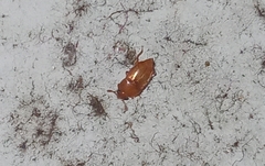 Insecta