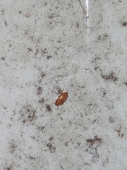 Insecta