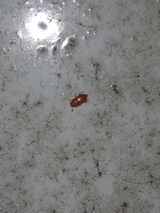 Insecta