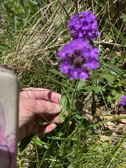 Verbena