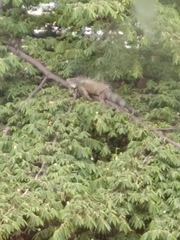 Iguana iguana