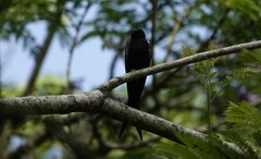 Psalidoprocne pristoptera