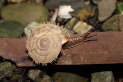 Plectotropis mackensii