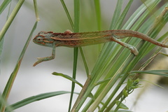 Trioceros ellioti