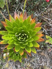 Paepalanthus