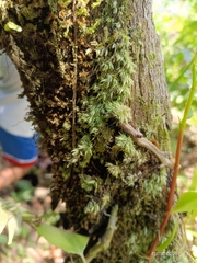 Pyrrhobryum spiniforme