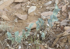 Astragalus asclepiadoides