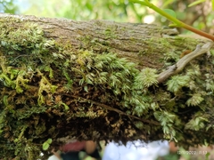 Pyrrhobryum spiniforme