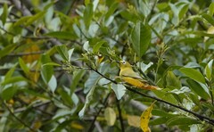 Zosterops anderssoni