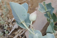 Astragalus asclepiadoides