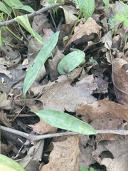 Erythronium albidum