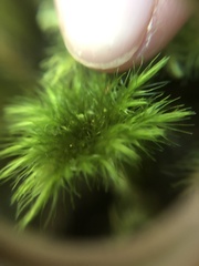 Hypnodendraceae
