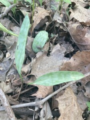 Erythronium albidum
