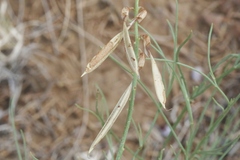 Astragalus lonchocarpus
