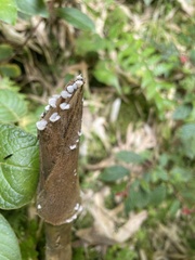 Schizophyllum commune