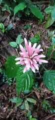 Justicia carnea