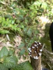 Schizophyllum commune