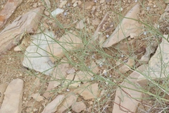 Astragalus lonchocarpus