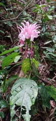 Justicia carnea