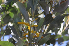 Acacia holosericea