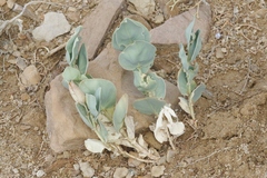 Astragalus asclepiadoides