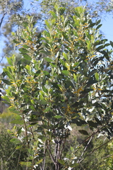 Acacia holosericea