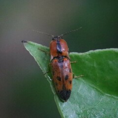 Aeolus mellillus