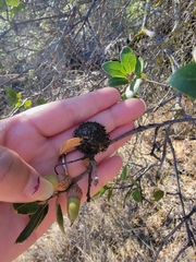 Amphibolips quercuspomiformis