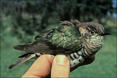 Chrysococcyx lucidus