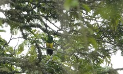 Chrysococcyx cupreus