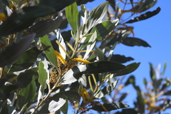 Acacia holosericea