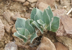 Asclepias ruthiae