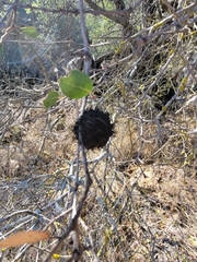 Amphibolips quercuspomiformis