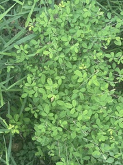 Lespedeza floribunda