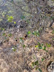 Amphibolips quercuspomiformis