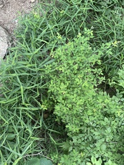 Lespedeza floribunda