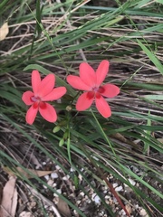 Freesia laxa