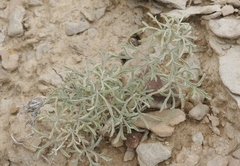 Sphaeralcea coccinea